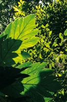 Hierbas, arbustos y árboles son alimento abundante para la compleja red de herbívoros que han logrado superar los mecanismos de defensa de las plantas.
