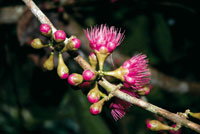 El pomarroso de Malaca, Eugenia malaccensis, una especie ornamental exótica adaptada al medio amazónico.
