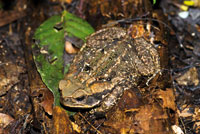 Hembra adulta del sapo gigante del neotrópico, Bufo marinus, que en las pequeñas charcas de la selva deposita miles de huevos en forma de largas cadenas gelatinosas.