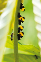 Grupo de insectos chupadores de savia -Homópteros y Membrácidos- seguido por feroces hormigas que aprovechan sus excretas azucaradas.
