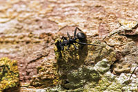 Las hormigas han logrado ocupar diversidad de hábitats en la Amazonia, algunas son específicas del dosel.  
