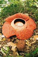 Rafflesia arnoldii, una de las flores más grandes del mundo, alcanza un metro de diámetro y es endémica de las selvas de Sumatra. Es una planta parásita que durante la floración expele un olor pestilente para atraer a sus polinizadores.