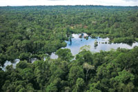 Un pequeño lago de aguas negras en el interior de la selva.
