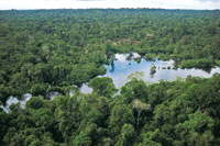 Un pequeo lago de aguas negras en el interior de la selva.