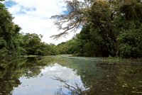 Selva inundable en cercanas de Leticia. 
