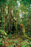 En la selva de tierra firme, algunos árboles de gran porte tienen raíces de forma tabloide y son el soporte de gruesas lianas que alcanzan el dosel.
