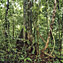 <strong>En el sotobosque de la selva húmeda tropical hay una gran variedad de palmas, arbustos y lianas.</strong>Fotografía: Camilo Gómez Durán