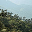 <strong>Bosque montano subhúmedo con proliferación de palmas, en la Sierra Nevada de Santa Marta.</strong>Fotografía: Archivo iM Editores