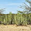 <strong>La vegetación predominante en la península de La Guajira es el matorral espinoso con arbustos y cactus columnares.</strong>Fotografía: Archivo iM Editores
