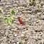 <strong>El cardenal guajiro, Cardinalis phoeniceus, es el ave emblemática del desierto de La Guajira.</strong>Fotografía: Archivo iM Editores