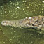 <strong>El caimán aguja, Crocodylus acutus, es una de las especies más emblemáticas del sistema fluvial del río Magdalena.</strong>Fotografía: Archivo iM Editores