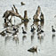 <strong>Las lagunas y otros humedales costeros son el hábitat de diversas especies de aves, tanto residentes como migratorias. Avocetas.</strong>Fotografía: Archivo iM Editores