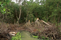 Tala de bosques inundables para obtencin de lea.