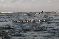 Chorlitos de playa en el litoral del Pacfico colombiano.