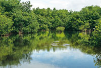 Cao bordeado por manglar en la baha de Cispat.