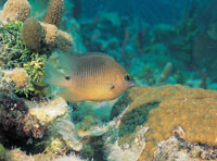 Los arrecifes coralinos son considerados como hábitats megadiversos; son lugares donde se desarrolla una gran variedad de especies animales, entre las que se destacan esponjas, anémonas, otros invertebrados y diversas especies de peces.