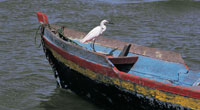 Garza blanca, baha de Cartagena.
