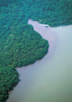 Manglares en la Ciénaga Grande de Santa Marta, donde se puede observar el color rojizo producido por los taninos, principal aporte de nutrientes de este ecosistema a las lagunas costeras.
