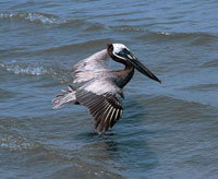 Se han registrado alrededor de 60 especies de aves en Morrosquillo; entre ellas, las que se observan con mayor frecuencia son los pelícanos y las garzas.