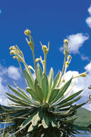 Roseta gigante de frailejn en el pramo de Sumapaz.