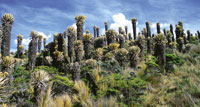 Comunidad de frailejones de Espeletia hartwegiana, en los alrededores de la laguna del Otn.