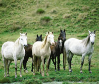 Los equinos constituyen el medio de transporte más eficiente en la alta montaña; sin embargo, su pastoreo intensivo deteriora el suelo paramuno.