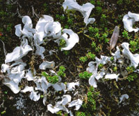 Liquen terrestre, Cora pavonia, frecuente en áreas abiertas del suelo paramuno.