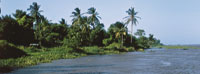 Las palmas, que sobresalen del dosel arbóreo, son generalmente los árboles más altos de la vegetación de las riberas del Magdalena.