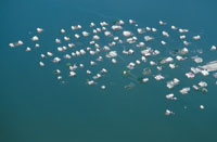 Construcciones palafticas de Nueva Venecia en la Cinaga Grande de Santa Marta.