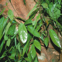 La vegetacin aprovecha al mximo el espacio disponible. Planta trepadora.