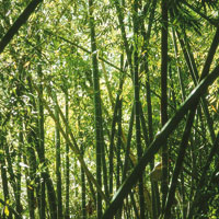 Los guaduales son tpicos de las riberas de los ros en las regiones clidas.