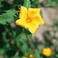 La flora de los bosques andinos de la cuenca alta del Magdalena ostenta una infinidad de formas y colores y est ntimamente relacionada con la fauna de la zona.