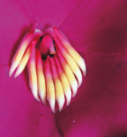 La flora de los bosques andinos de la cuenca alta del Magdalena ostenta una infinidad de formas y colores y est ntimamente relacionada con la fauna de la zona.