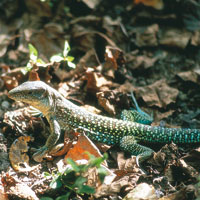Las lagartijas son unos de los representantes de los reptiles de la zona.