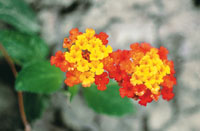 La flora de la zona desrtica se caracteriza por la reduccin del tamao de sus hojas para evitar la prdida de agua. La mxima expresin de esta adaptacin se encuentra en las cactceas que han convertido sus hojas en espinas para defenderse de los preda