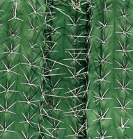 La flora de la zona desrtica se caracteriza por la reduccin del tamao de sus hojas para evitar la prdida de agua. La mxima expresin de esta adaptacin se encuentra en las cactceas que han convertido sus hojas en espinas para defenderse de los preda