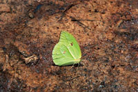 Mariposa del género Phoebis libando agua con minerales en la orilla de un raudal del río Inírida.