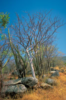En la franja costera, los cactus y los arbustos espinosos forman parte de la vegetación xerofítica de los bosques secos.