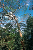 En el estrato superior del bosque seco predominan el jobo, el indio desnudo, el mamón de leche, la ceiba espinosa; en el estrato arbóreo inferior, el trupillo, el ébano, el dividivi y los bejucos leñosos, entre otros