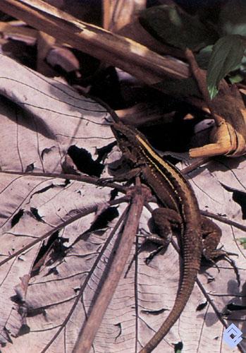 Banco de Occidente . En la serranía del BaudóLos Saltos se han