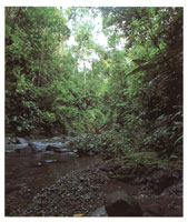 Desde el punto de vista biológico la serranía del Darién se incluye dentro de la gran provincia Chocó-Magdalena.