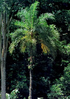 La serranía de San Lucas se levanta en medio de las dos cuencas hidrográficas más importantes del país y conforma un refugio biológico de singular importancia. Detalle del bosque húmedo tropical.