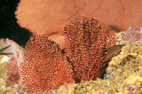 Algunos de los elementos constitutivos de la cresta arrecifal son las gorgonias rojas.