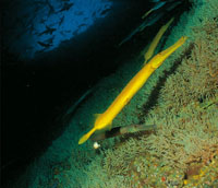 El pez trompeta amarillo es una especie característica del Pacífico; se mimetiza cambiando el pigmento de su piel y se alimenta de pequeños peces a los que succiona con gran rapidez.