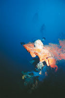 Muchas de las instituciones encargadas de la proteccin del medio marino, realizan grandes esfuerzos por recuperar la vida en algunos lugares; entre las prcticas que han dado muy buenos resultados, est la de colocar en el fondo del mar, restos de materi