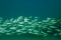 Gracias a sus dominios martimos, Colombia posee una inmensa riqueza pesquera que, con un adecuado manejo y proteccin, formar parte de sus ms importantes recursos renovables.