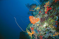 El gobierno de Colombia ha establecido, como estratgicos, una serie de ecosistemas martimos y ocenicos y los ha clasificado en diversas categoras para regular los procesos extractivos. 
Ecosistema caracterstico del Caribe.