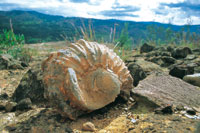 Los procesos de erosin de los antiguos sedimento marinos hacen aflorar la fauna fsil. Altiplano de Villa de Leyva.