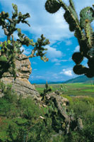 La sombra de lluvias genera en el interior del altiplano, enclaves secos  con una gran diversidad de vegetacin xerfila. Laguna de La Herrera.