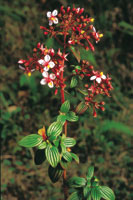 En los altiplanos, parte de la diversidad florstica est representada por pequeos arbustos de la familia de las melastomatceas.